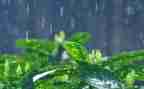 幼儿园和雨有关的教案精选6篇