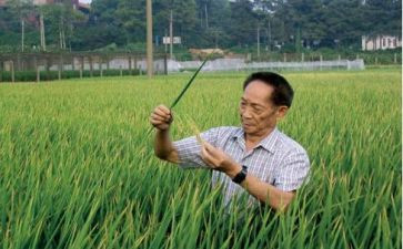 对袁隆平的读后感7篇