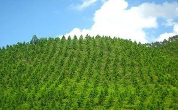 植树造林日演讲稿7篇