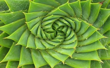 写植物的小作文参考6篇