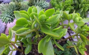 写植物的小作文模板6篇