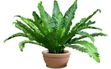 校园植物的调查报告7篇