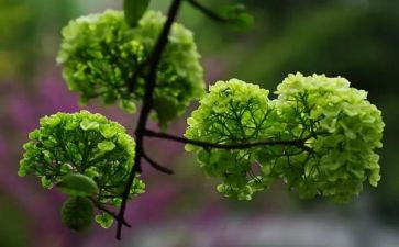 400字的植物作文优质7篇