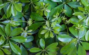 种植物作文优秀8篇