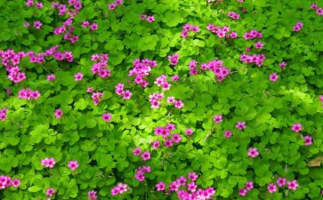 植物节的演讲稿6篇