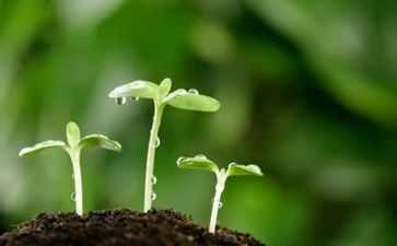 种子旅行记作文7篇