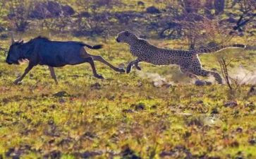 以追赶为作文最新8篇