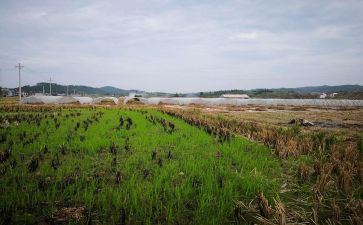 住房租租赁合同5篇